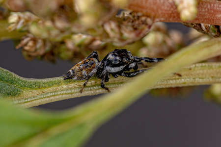 Adult Male Jumping Spider of the Genus Pachomius
