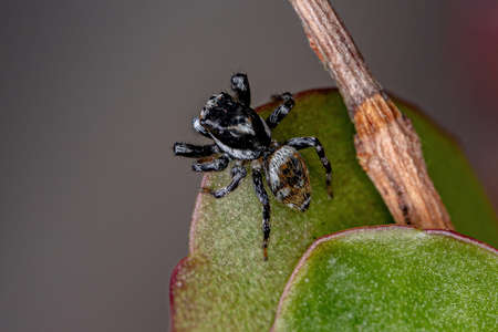 Adult Male Jumping Spider of the Genus Pachomius