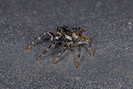 Adult Male Jumping Spider of the Genus Pachomius