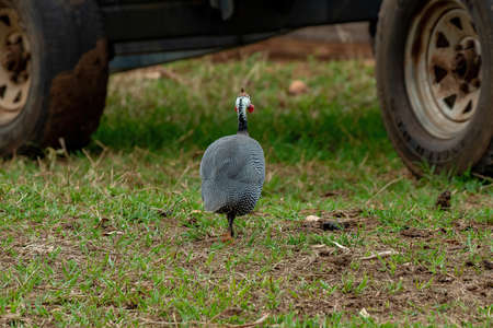 Helmeted Guineafowl Bird of the Species Numida meleagris