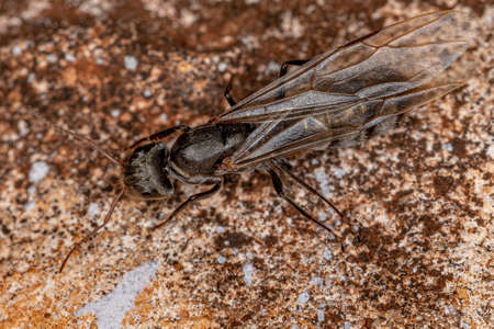 Adult Female Carpenter Queen Ant of the Genus Camponotus
