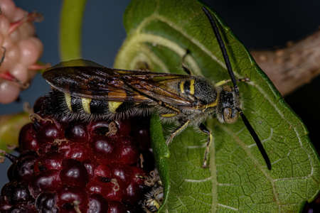 Adult Scoliid Wasp of the Subfamily Campsomerinae