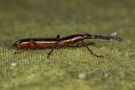 Adult Straight-snouted Weevil of the Tribe Acratiniの写真素材