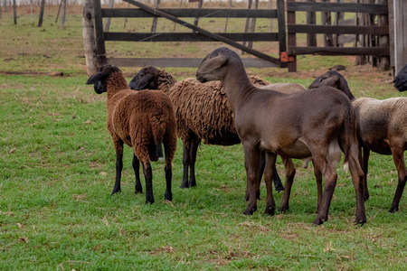 adult brown sheep in a group in a pasture area
