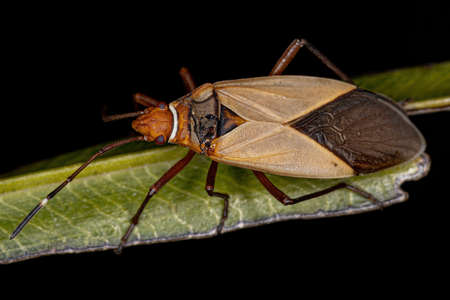 Adult Cotton Stainer Bug of the Genus Dysdercus