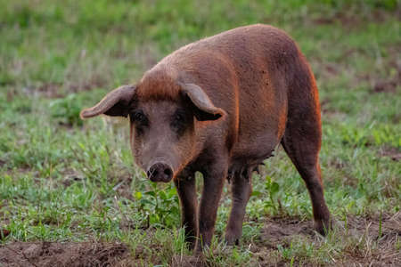 Pig raised in an outdoor pigsty with selective focus
