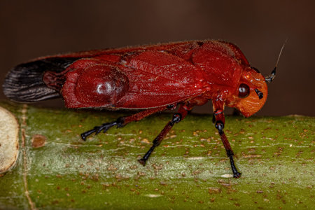 Adult Red Froghopper Insect of the Family Cercopidaeの写真素材