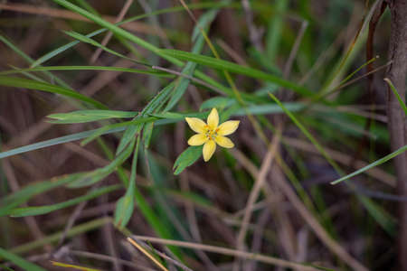 Small Grass Plant Flower of the species Sisyrinchium vaginatum