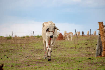 cow in a farm with selective focusの写真素材