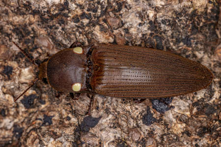 Adult Fire Click Beetle of the Genus Pyrophorus