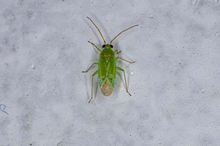 Adult Plant Bug of the Family Miridae