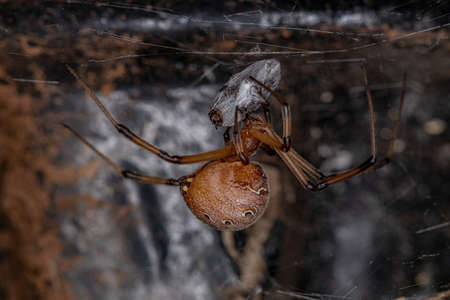 Adult Female Brown Widow Spider of the species Latrodectus geometricus preying on a beetleの写真素材