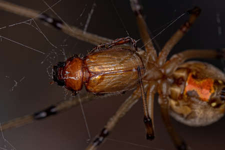 Adult Female Brown Widow Spider of the species Latrodectus geometricus preying on a beetle
