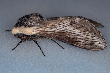 Adult Sphinx Moth of the species Neogene dynaeus