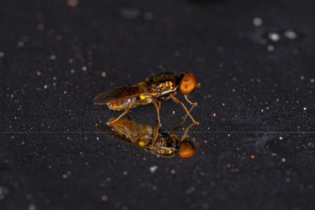 Adult Male Soldier Fly of the Genus Microchrysaの写真素材