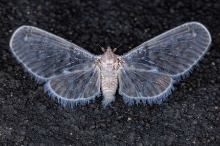 Adult Planthopper Insect of the Family Derbidae