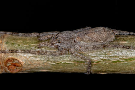 Small Bark Hunter Spider of the Genus Senoculus