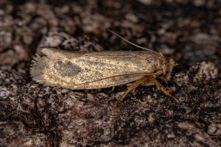 Small Adult Moth of the order lepidoptera
