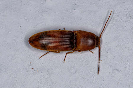 Adult Click Beetle of the Family Elateridaeの写真素材