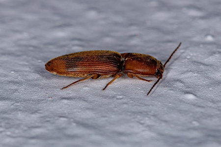 Adult Click Beetle of the Family Elateridae