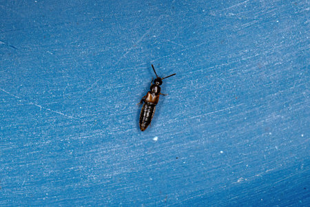 Small Adult Rove Beetle of the Aleocharinae Subfamilyの写真素材