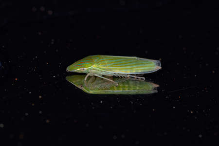 Adult Typical Leafhopper of the Genus Spangbergiella