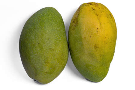Two green mango fruits with white background