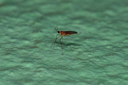 Adult Gall Midget of the family Cecidomyiidaeの写真素材