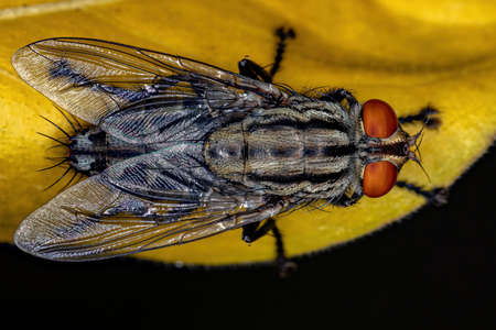 Adult Flesh Fly of the Family Sarcophagidae