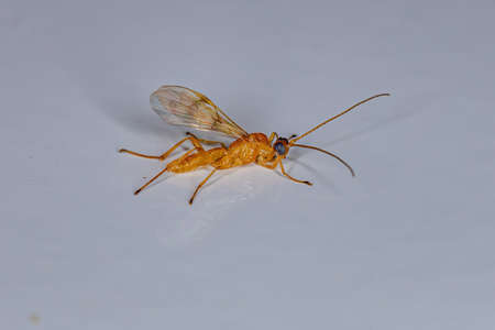 Adult Ichneumonid Wasp of the Superfamily Ichneumonoidea