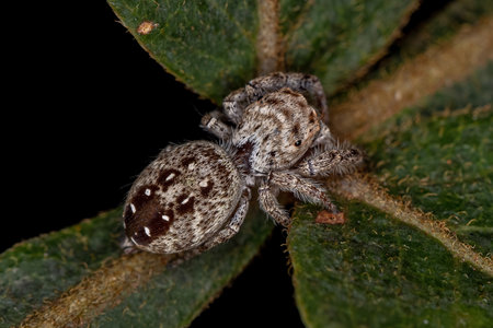 Adult Female Jumping Spider of the Subtribe Dendryphantina