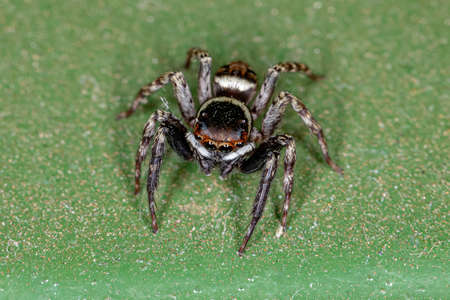 Adult Male Adanson House Jumping Spider of the species Hasarius adansoni