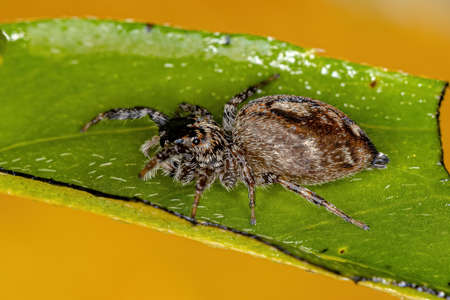 Adult Female Jumping Spider of the Genus Pacomius