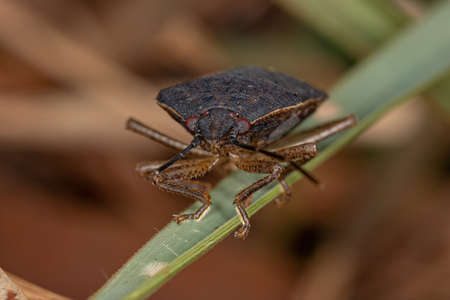 Adult Stink Bug of the species Stictochilus tripunctatus
