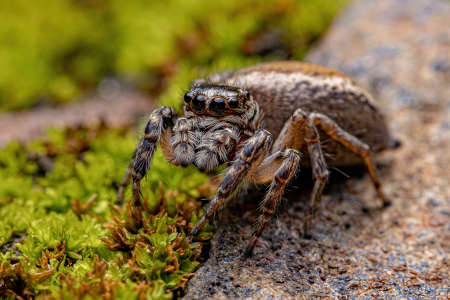 Adult female Jumping Spider of the Genus Freya
