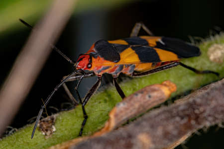 Adult Seed Bug of the species Oncopeltus semilimbatus