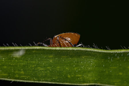 Adult Typical Orbweaver Spider of the species Alpaida rubelula