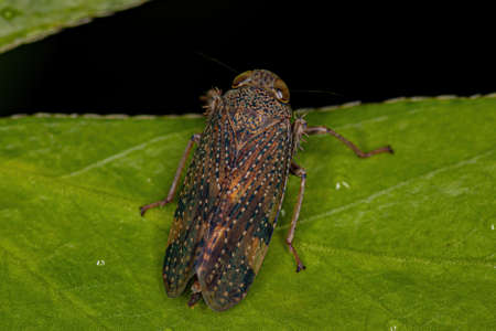 adult Typical Leafhopper of the Subfamily Coelidiinae