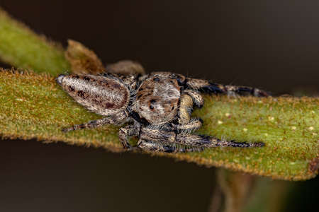 Adult Male Jumping Spider of the Subtribe Dendryphantina