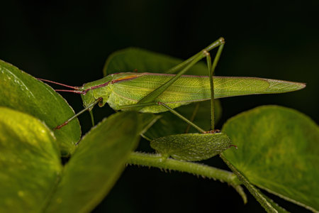 Adult Phaneropterine Katydid of the Tribe Aniarellini
