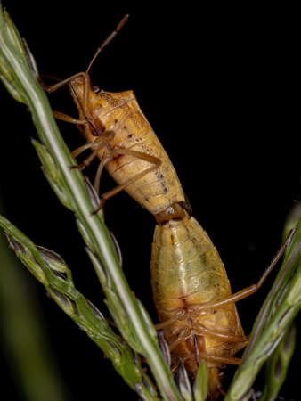 Adult Stink Bugs of the Genus Oebalus couplingの写真素材
