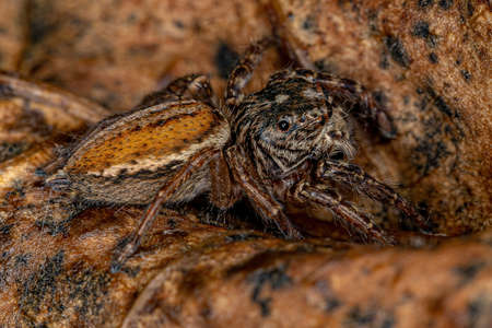 Adult female Jumping Spider of the Genus Freya