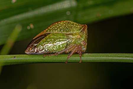 Adult Buffalo Treehopper of the Tribe Ceresini