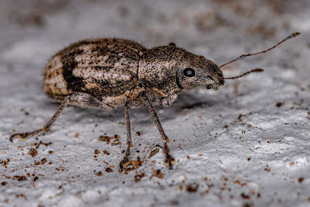 Adult Broad-nosed Weevil of the Tribe Naupactini