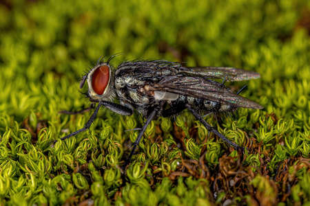 Adult Flesh Fly of the Family Sarcophagidae