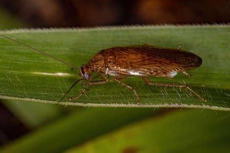 Adult Wood Cockroach of the Family Ectobiidae