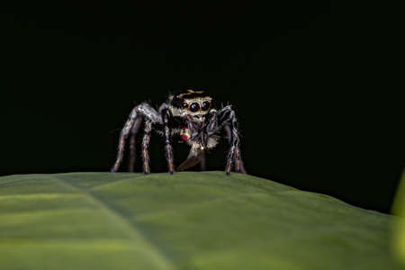 Small Jumping Spider of the Subtribe Freyinaの写真素材