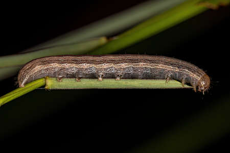 small moth caterpillar of the Order Lepidoptera