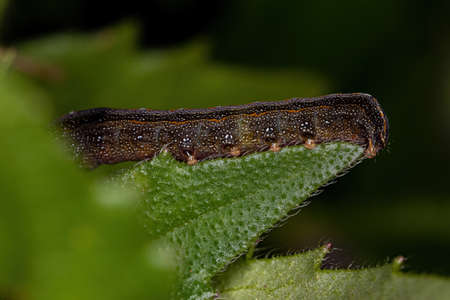 Brown Caterpillar Moth of the Genus Spodoptera