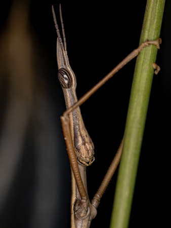 Adult Neotropical Stick Grasshopper of the Family Proscopiidae